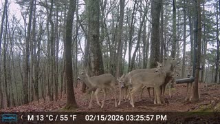 The Woods – 02/16/2026