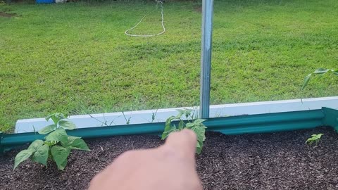 Trying to make it safe for her to set Moving chickens