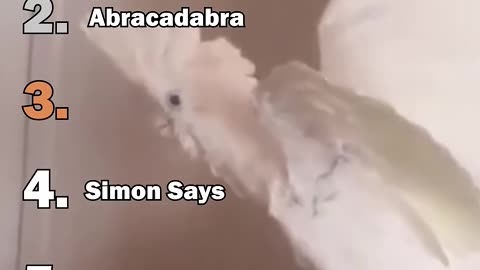 Funny animals