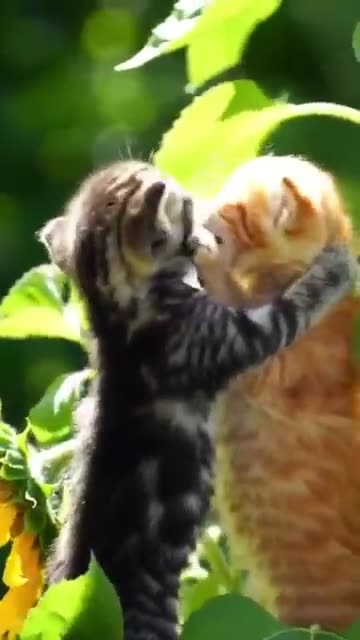 Kindness in Action – Girl Feeds a Hungry Kitten 🐾❤️"*