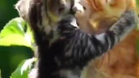 Kindness in Action – Girl Feeds a Hungry Kitten 🐾❤️"*