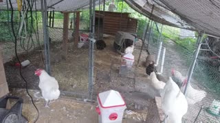 Chicken Live Stream