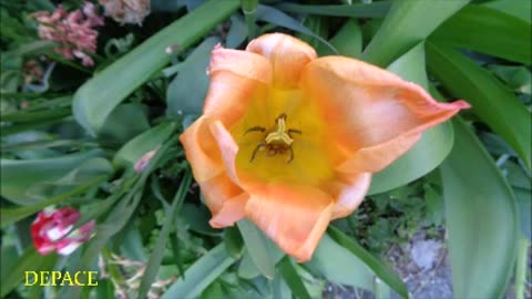 TULIPS AND TULIPS