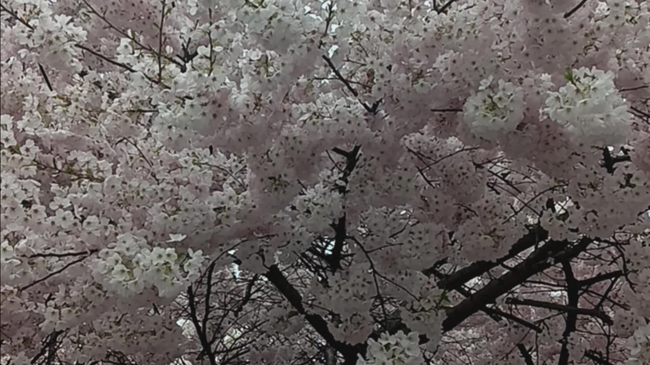 Cherry blossoms