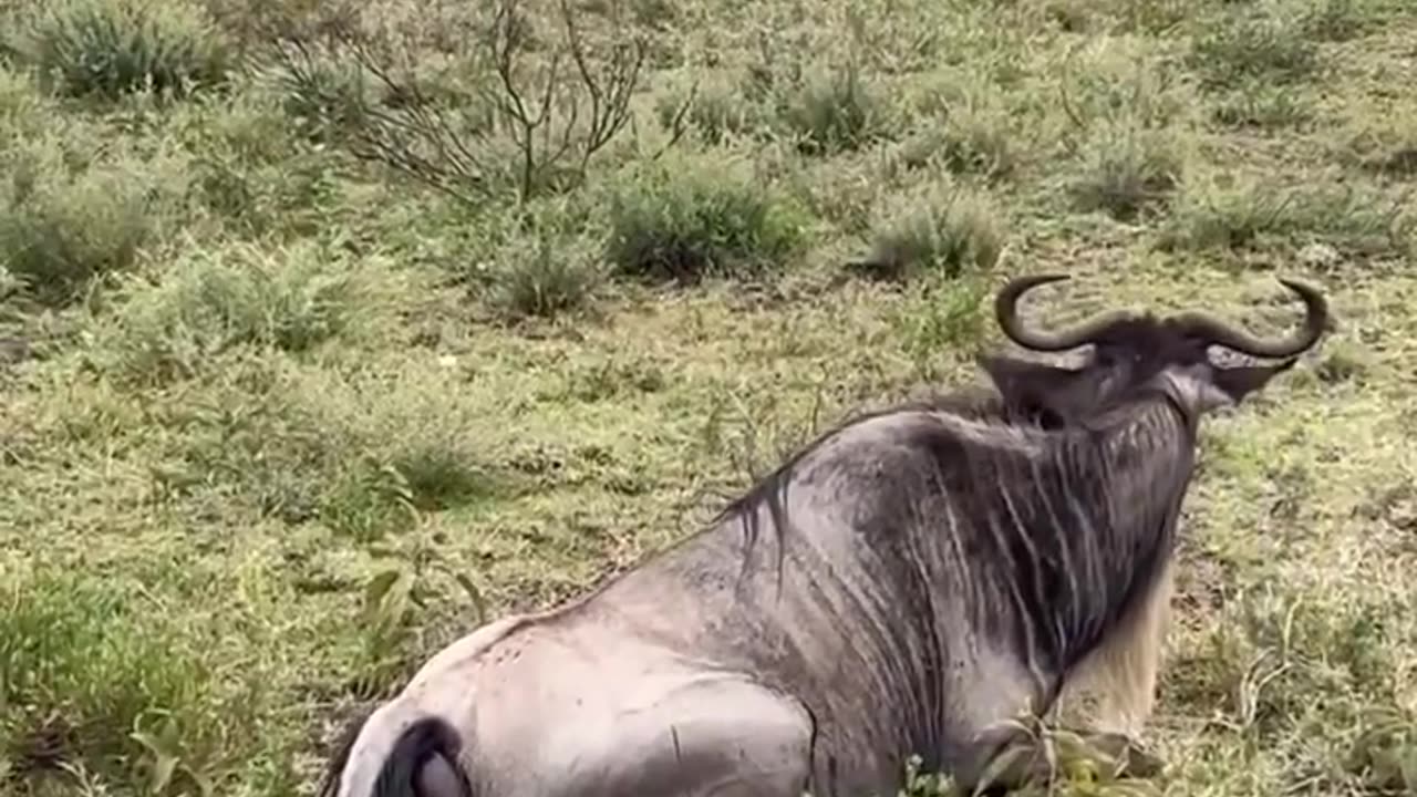 Wildebeest giving birth