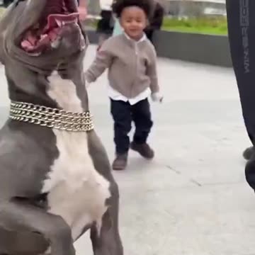 Black Chald Keeps Hitting Pit Bull On The Nose