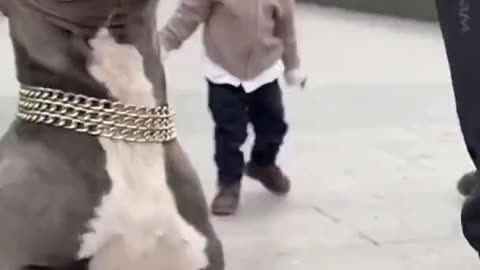 Black Chald Keeps Hitting Pit Bull On The Nose