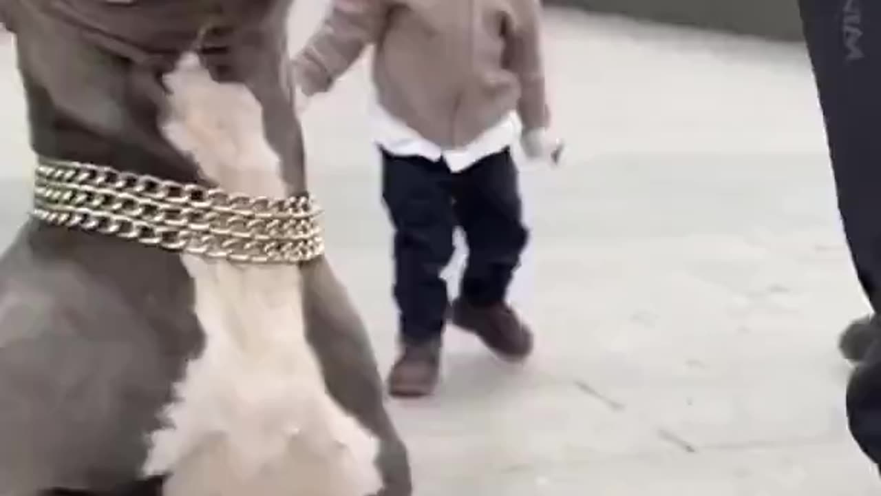 Black Chald Keeps Hitting Pit Bull On The Nose