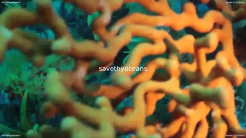 Beautiful Sea Fans