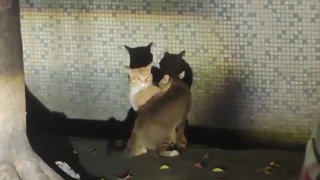 Falling funny: 10% The branches fly up funny: 1000%