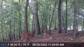The Woods – 08/21/2025