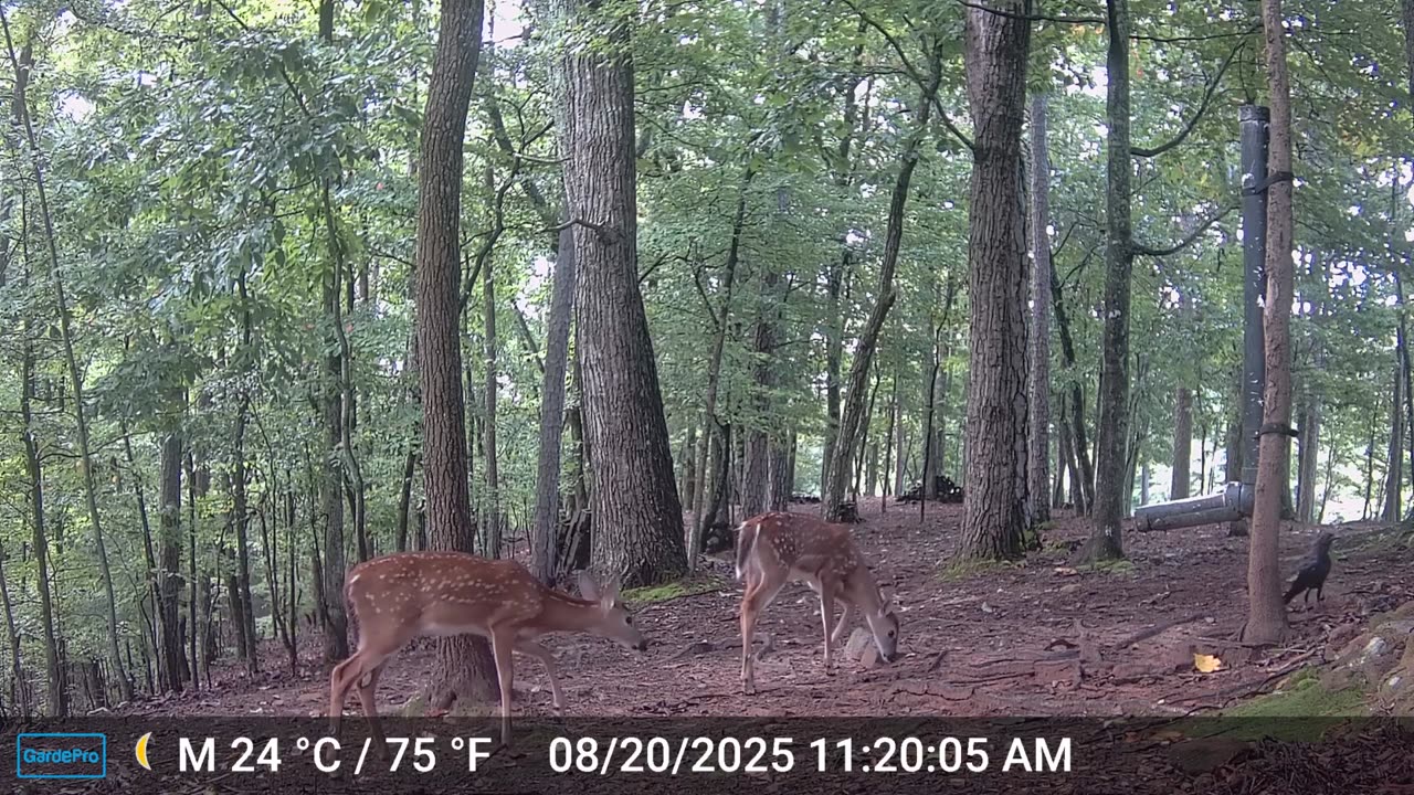 The Woods – 08/21/2025