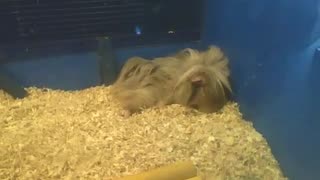 Beige peruvian guinea pig sleeping peacefully in the pet store [Nature & Animals]