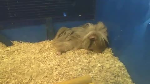 Beige peruvian guinea pig sleeping peacefully in the pet store [Nature & Animals]