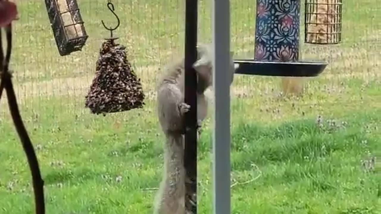 Gymnast Squirrel Reaches Bird Feeder