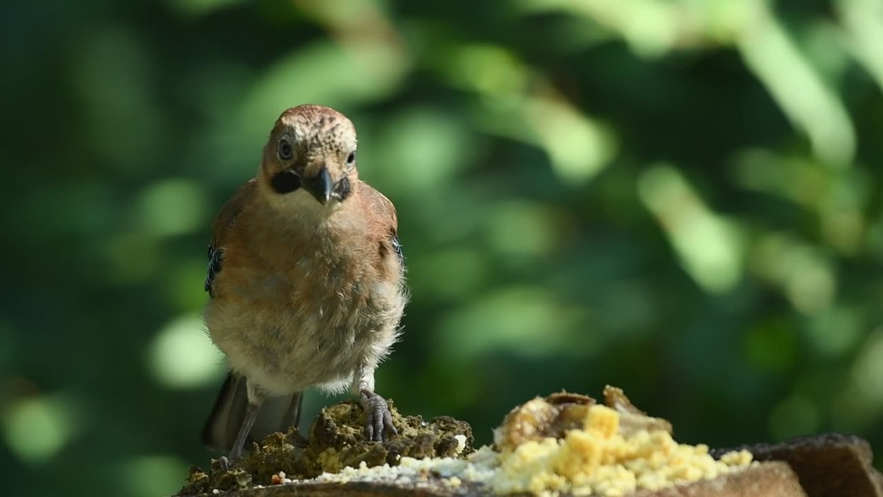 Birad video
