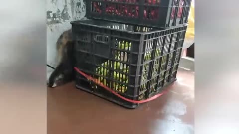 Funny Cats
