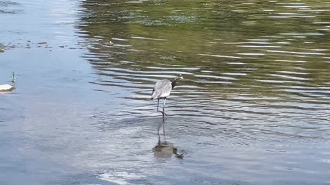 Great Blue Heron fishing the Humber River