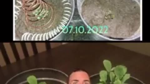 28 Day Before and After with Electroculture Copper Coils - Cultivate Elevate