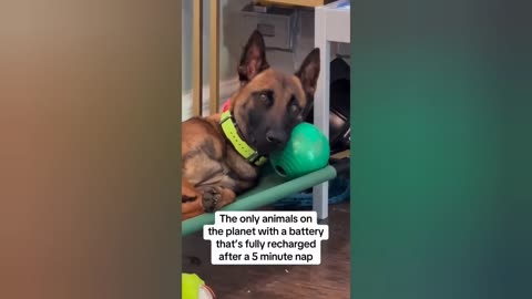 Funny dogs