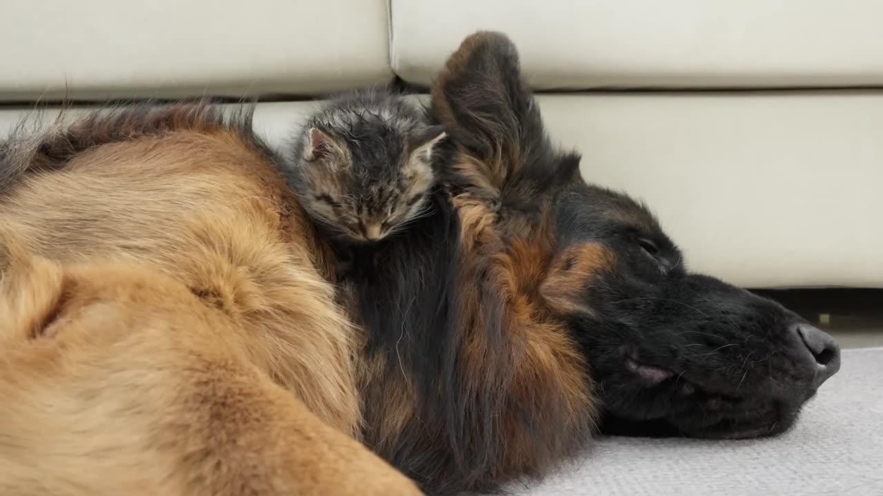 dog & cat