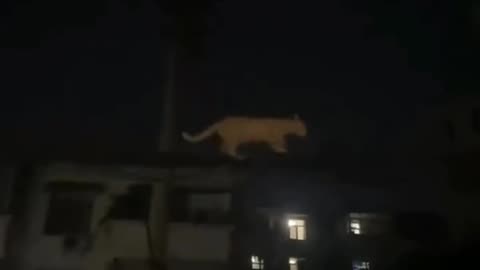 🔭✨ Mind-Blowing Camera Trick: Wire Looks Like It's On Top Of The Building! | FeedMyCuriosity