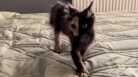🐈🧬 Meet the Rare Chimera Cat! | FeedMyCuriosity