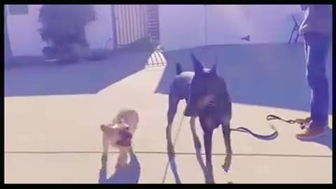 Out of control dogs get trained
