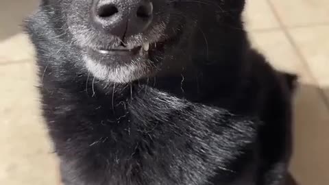 😂🐶 Dog Grandpa Spreads Happiness! | FunFM