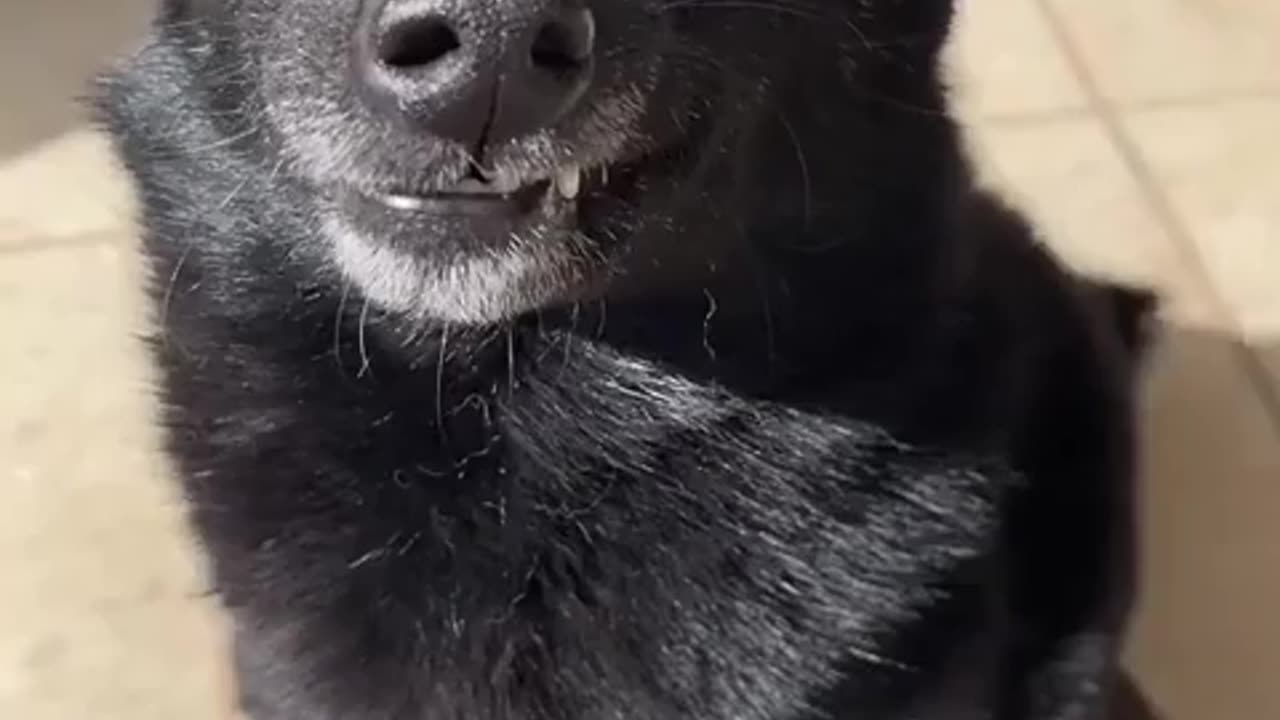 😂🐶 Dog Grandpa Spreads Happiness! | FunFM