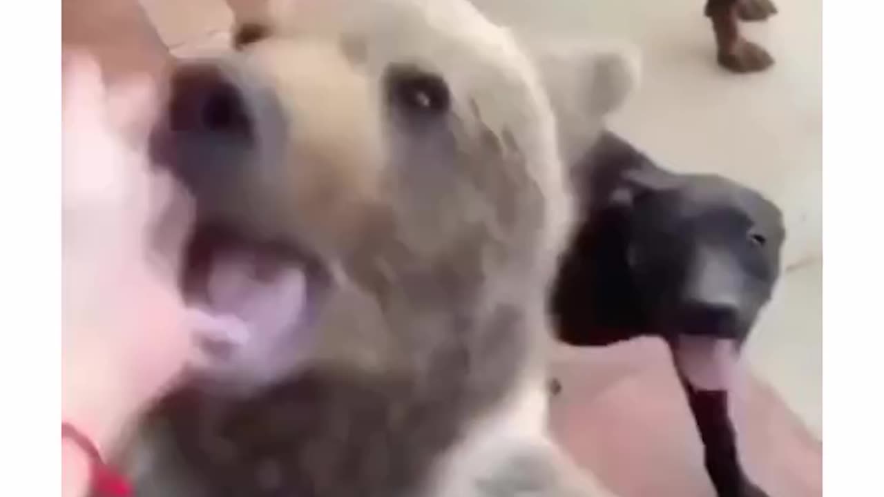 Doggies and Wildlife