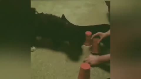 FUNNY ANIMAL VIDEOS - Try not to laugh 🤣