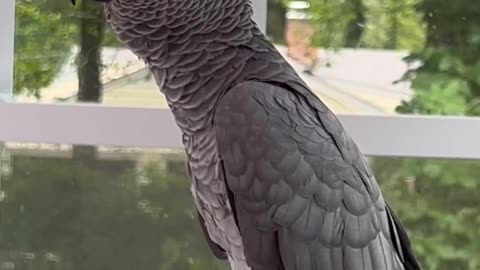 Crazy parrot😂😂😂