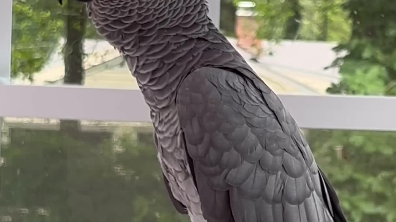 Crazy parrot😂😂😂