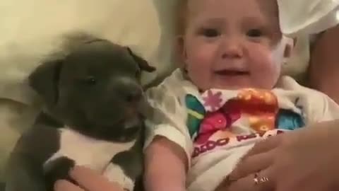 Fun Animals