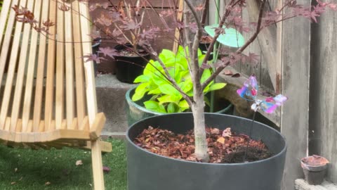 🤣👀 This Sneaky Apple Thief is MISLED by a Garbage Bag! | FunFM