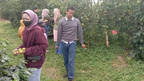 Refreshing Day at the Orange Orchard | Sweet and Juicy – Part 10