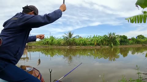 Eel Bait Fishing in River Muddy Shores