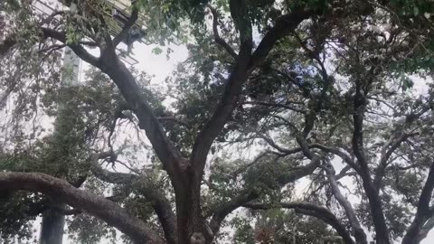 A magical tree that attracts countless birds to roost