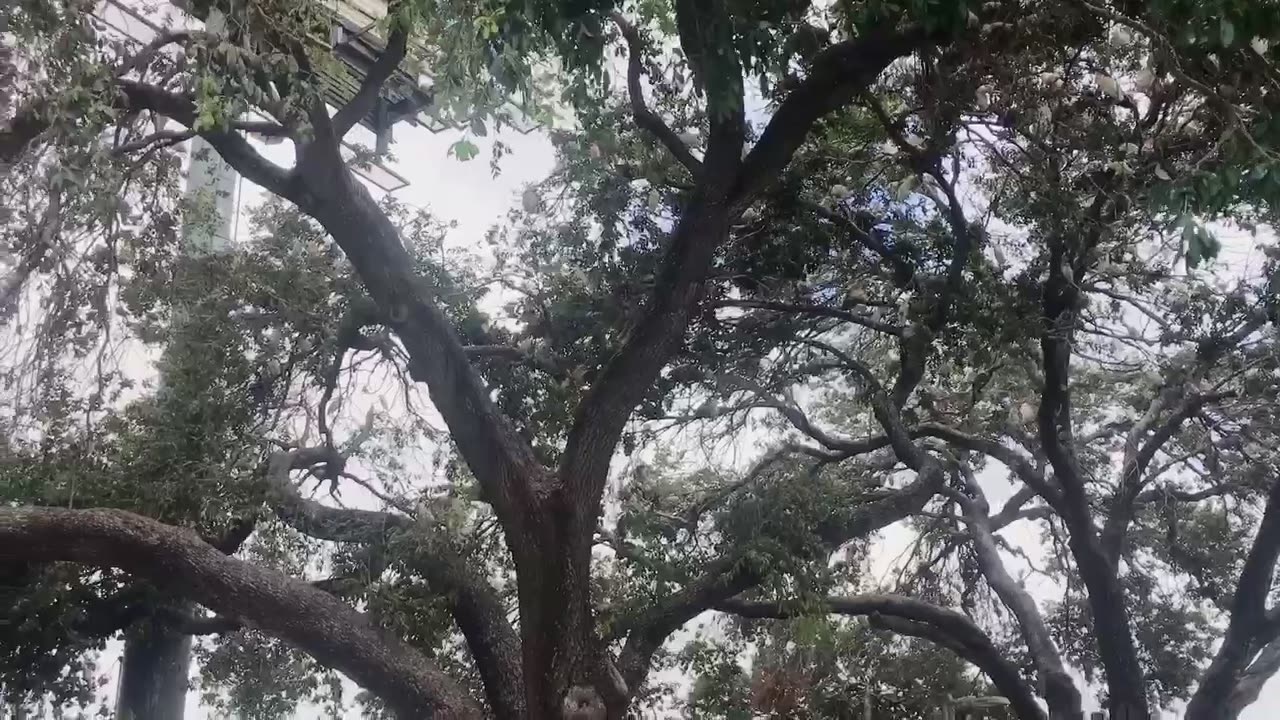 A magical tree that attracts countless birds to roost
