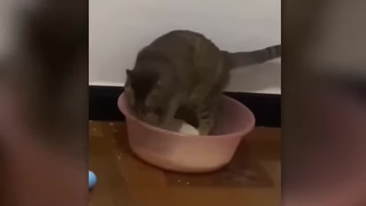 funniest-animals-2025-hilarious-cats-and-dogs-compilation