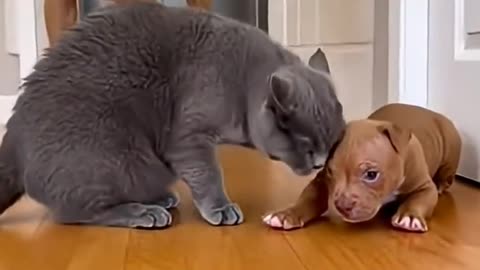 Silent Judgment Is Worse Than Barking