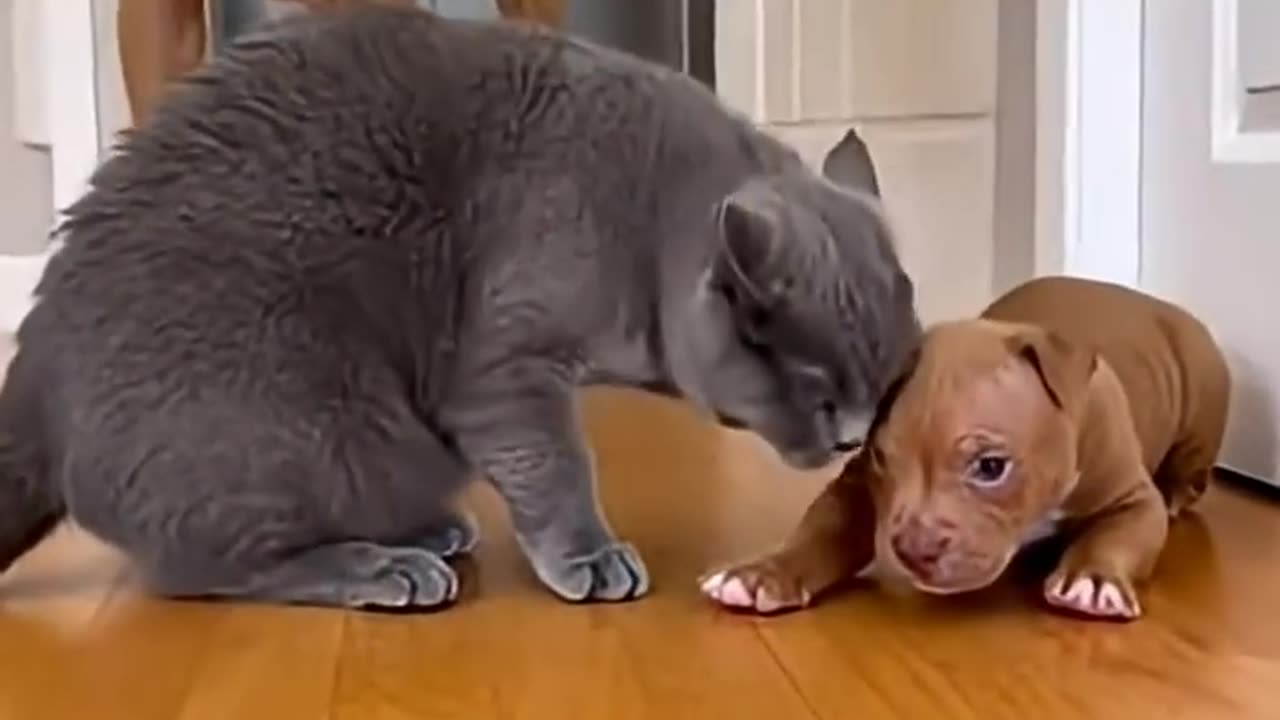 Silent Judgment Is Worse Than Barking