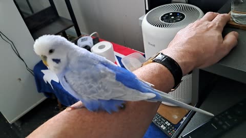 Herman Sings The Song of His People