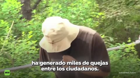 Hordas de ‘insectos del amor’ invaden las calles de Seúl