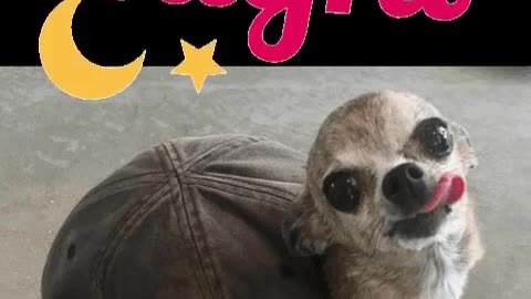 memes de animais engraçados.mp4