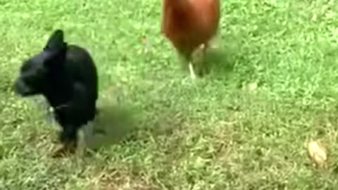 Some amazing things done by animals