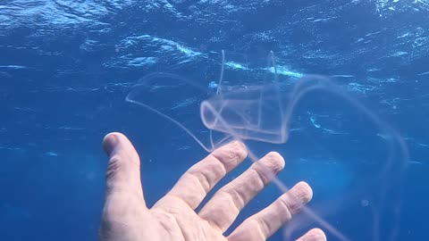 Amazing Translucent Sea Creature