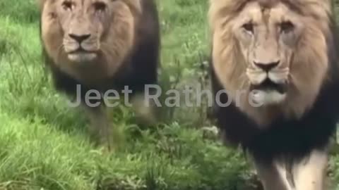 Funny Sher
