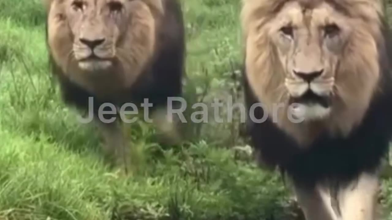 Funny Sher